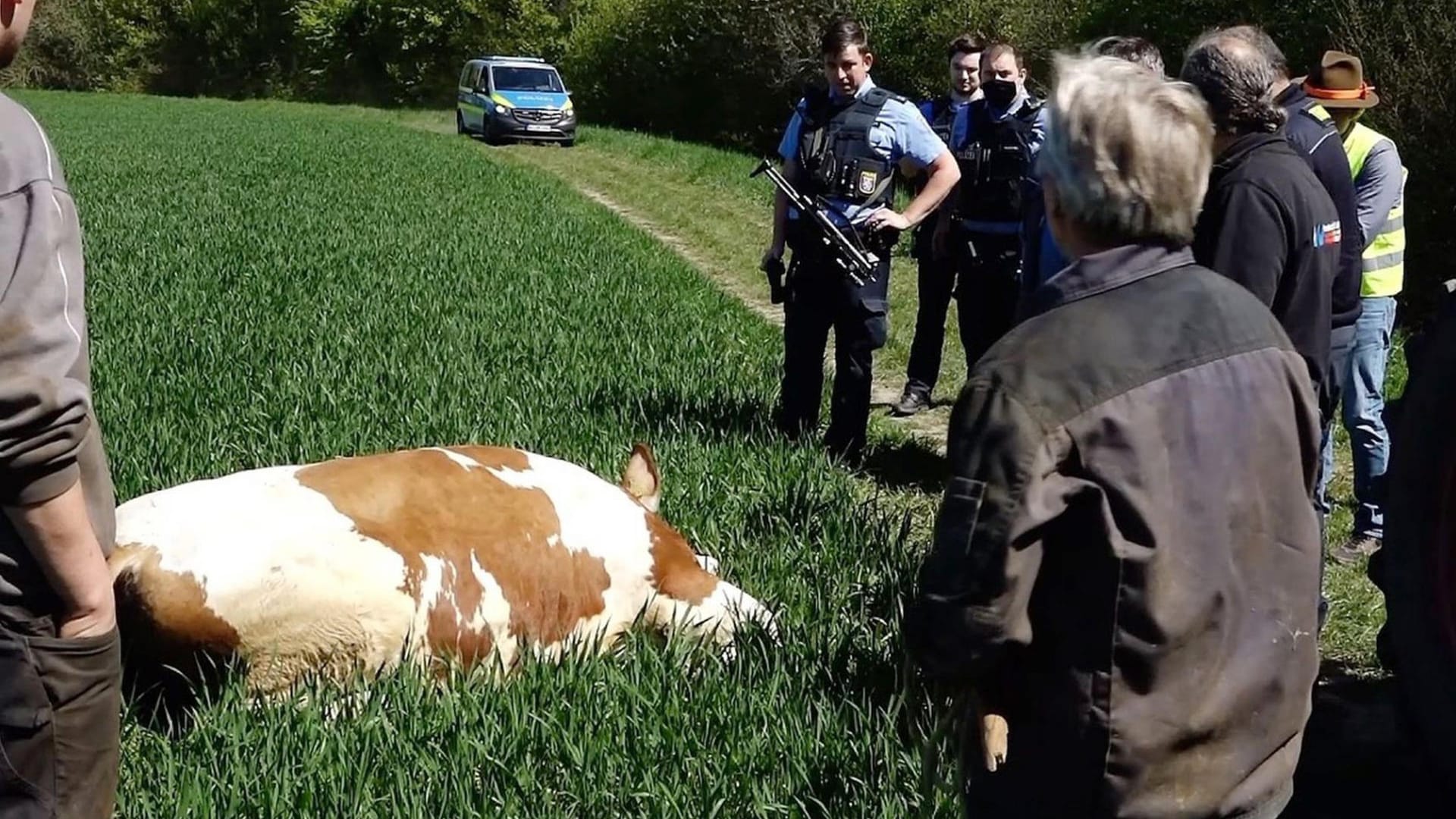 Toter Bulle: Eines der Tiere wurde von einem Jäger erschossen.