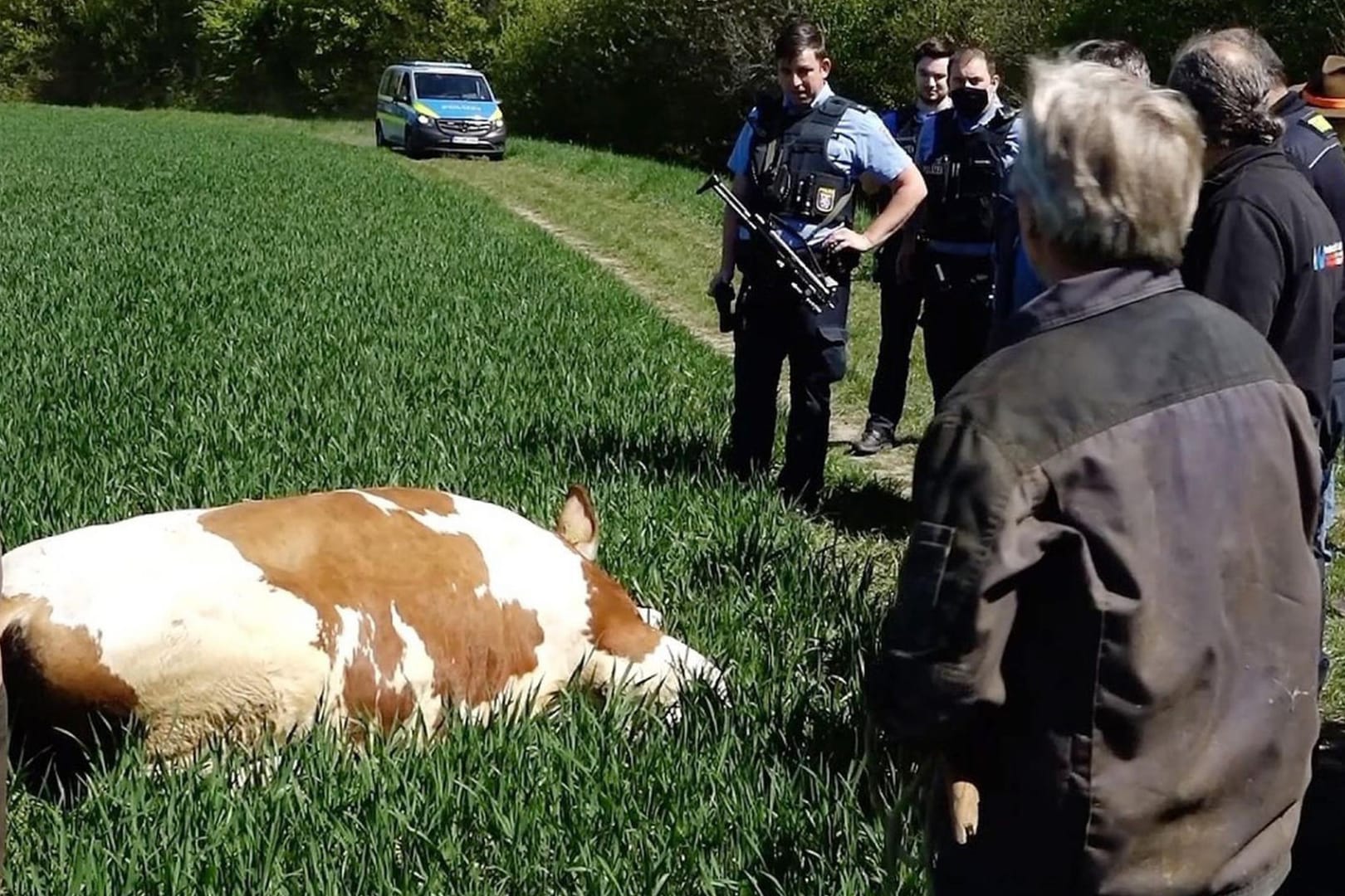 Toter Bulle: Eines der Tiere wurde von einem Jäger erschossen.