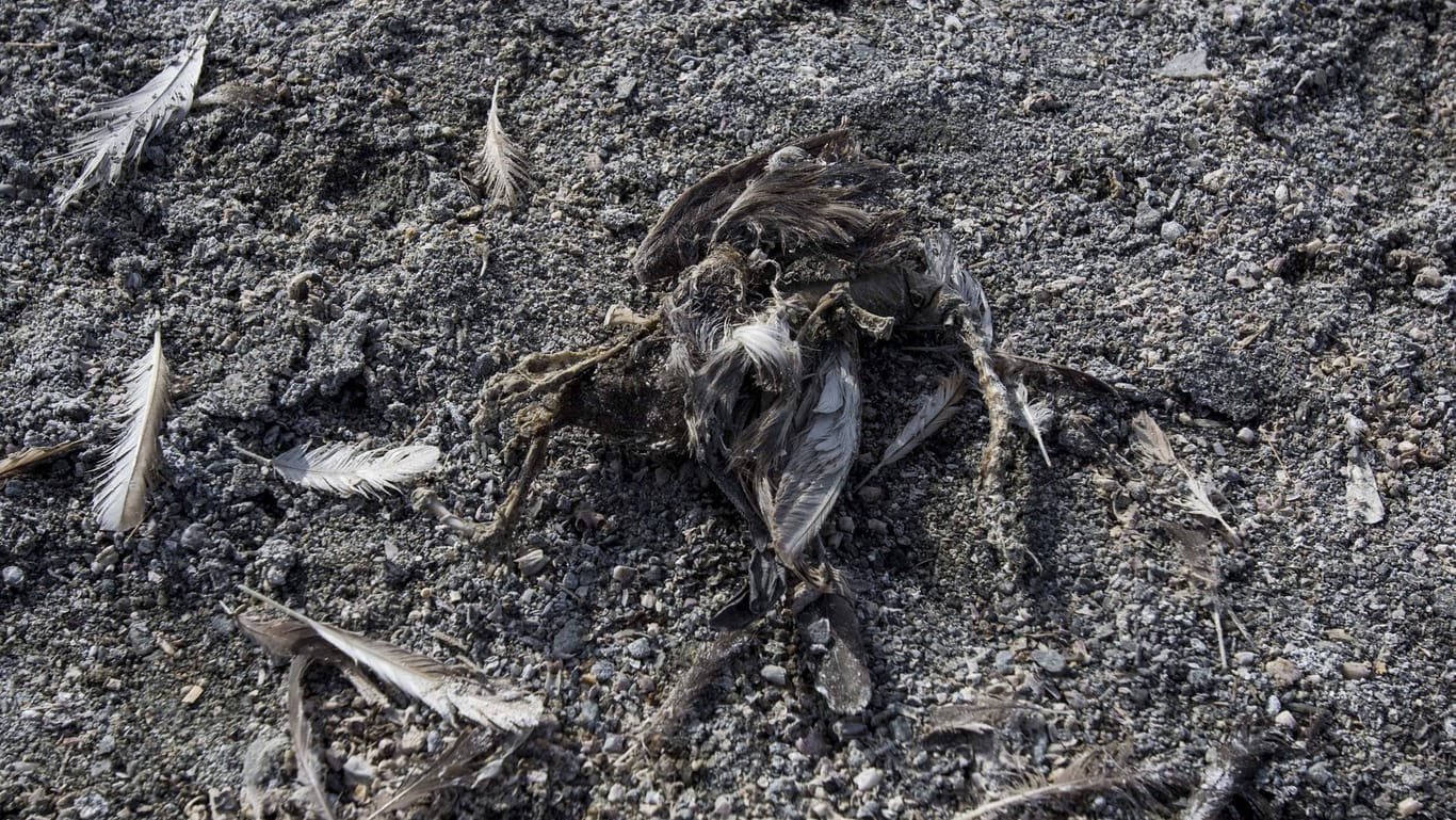 Ein toter Vogel vor der Küste von Los Angeles: Hier wurde eine riesige Giftdeponie im Meer entdeckt.