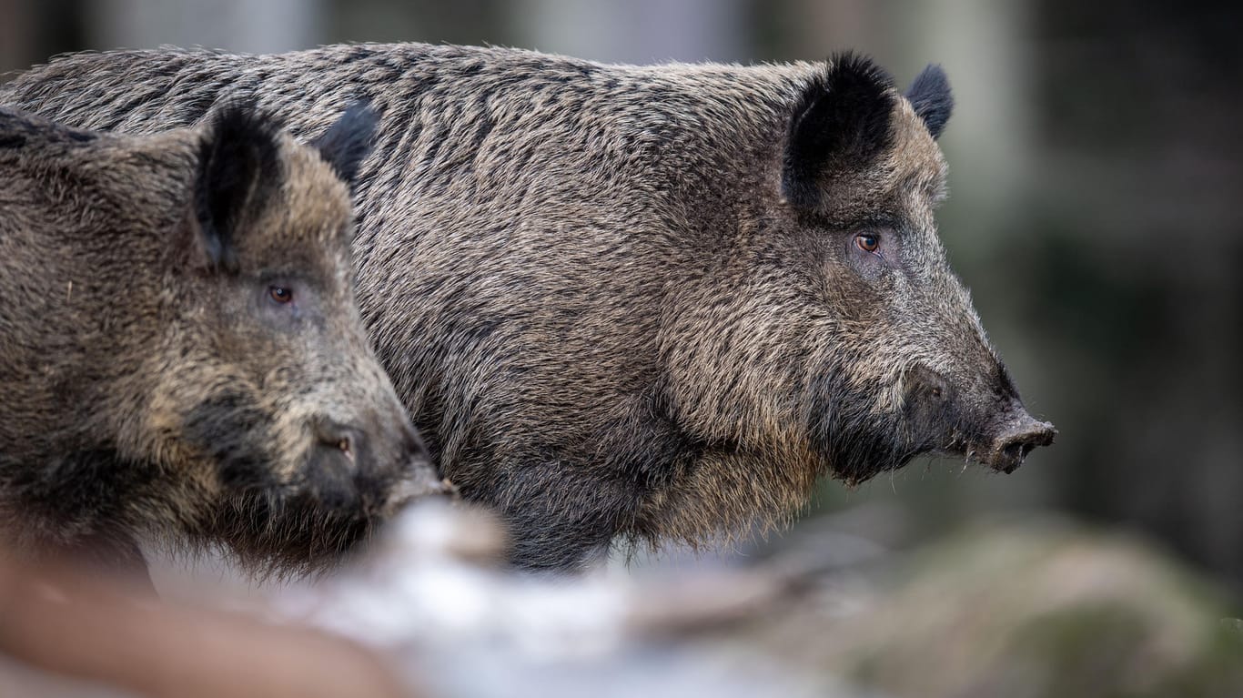 Zwei Wildschweine (Archivbild): Das Tier in Heidelberg verursachte einen Schaden von mehreren tausend Euro und verschwand anschließend im Wald.