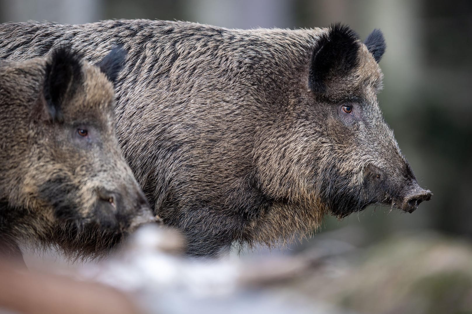 Zwei Wildschweine (Archivbild): Das Tier in Heidelberg verursachte einen Schaden von mehreren tausend Euro und verschwand anschließend im Wald.