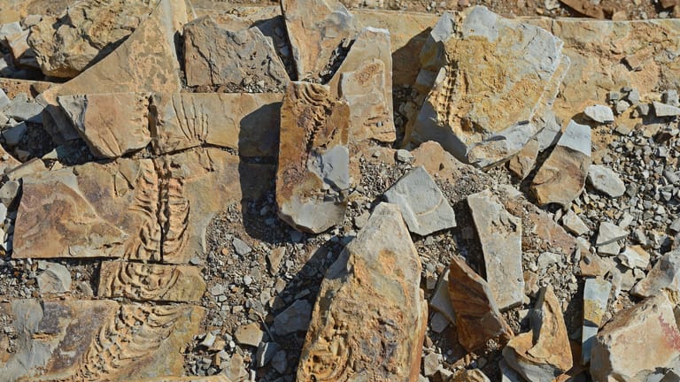 ca. 300 MillionenFossilien in Afrika: Die "wertvollen" Fossilien werden nun im Naturkundemuseum in Zagreb verwahrt (Symbolbild).Jahre alte Fossilien des Mesosaurus tenuidens bei Keetmanshoop, Namibia, Afrika mcpins *** ca 300 mill