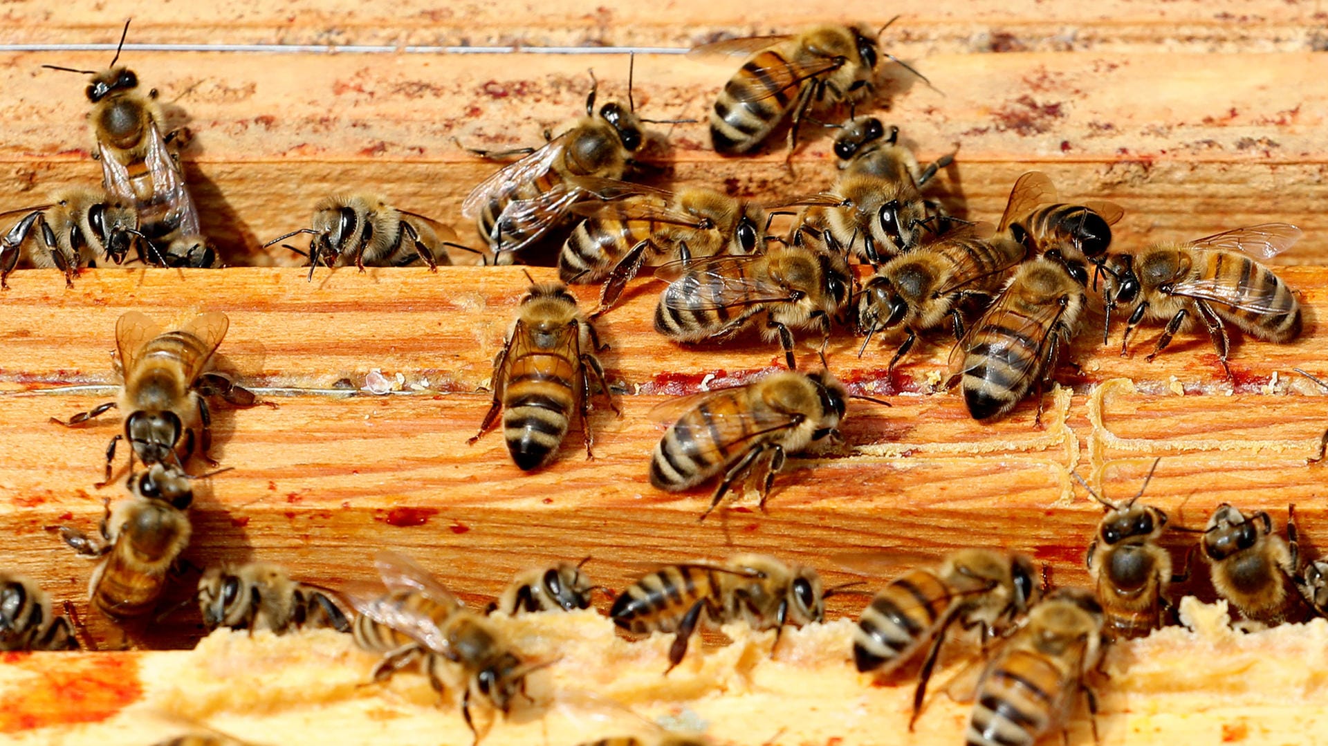 Bienen: Beim Rasenmähen wurde der Texaner von einem aggressiven Schwarm angegriffen (Symbolbild).