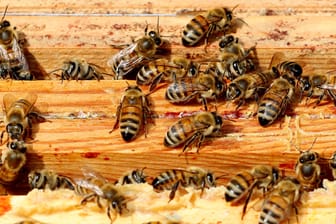 Bienen: Beim Rasenmähen wurde der Texaner von einem aggressiven Schwarm angegriffen (Symbolbild).