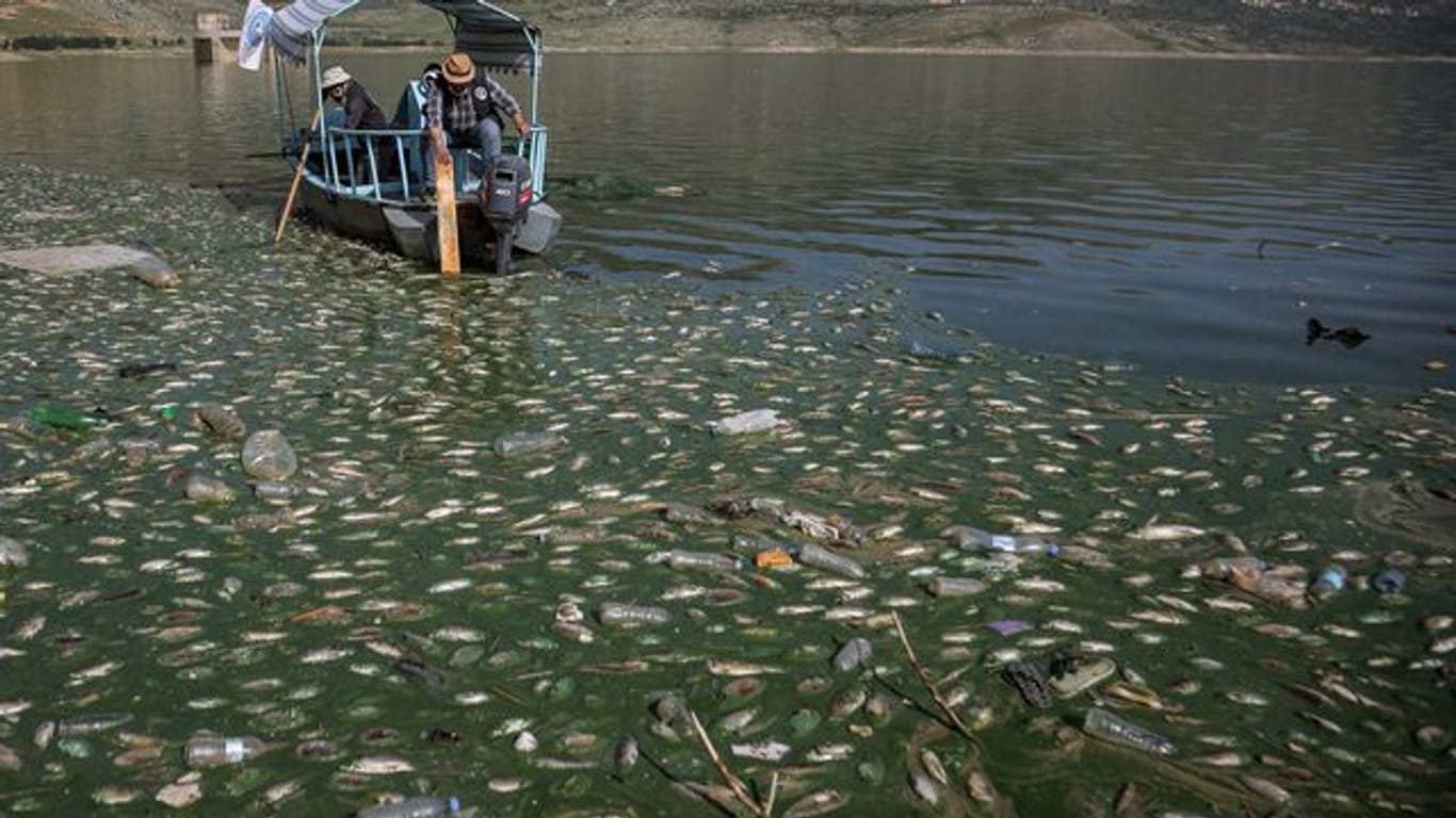 Freiwillige sammeln tote Karpfenfische aus dem Qaraoun-Stausee im Beqaa-Tal im Ostlibanon.