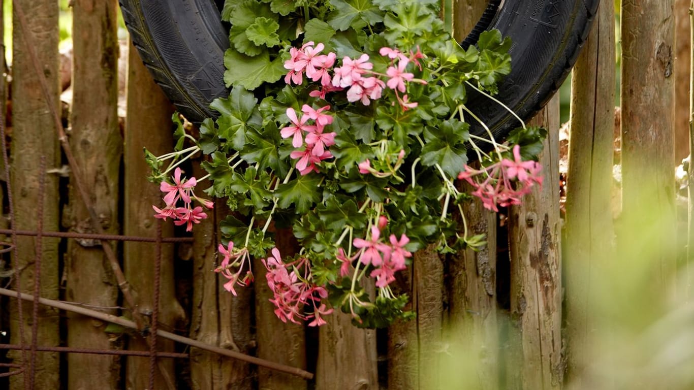 Autoreifen-Blumenampel: Durch eine Mischung aus hängenden und stehenden Geranien wirkt die Bepflanzung besonders üppig.