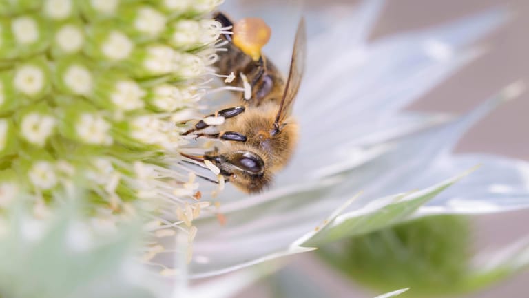 Eine Biene saugt Blütennektar (Symbolbild): Vor allem in Westeuropa sterben seit 15 Jahre ungewöhnlich viele Bienenvölker.