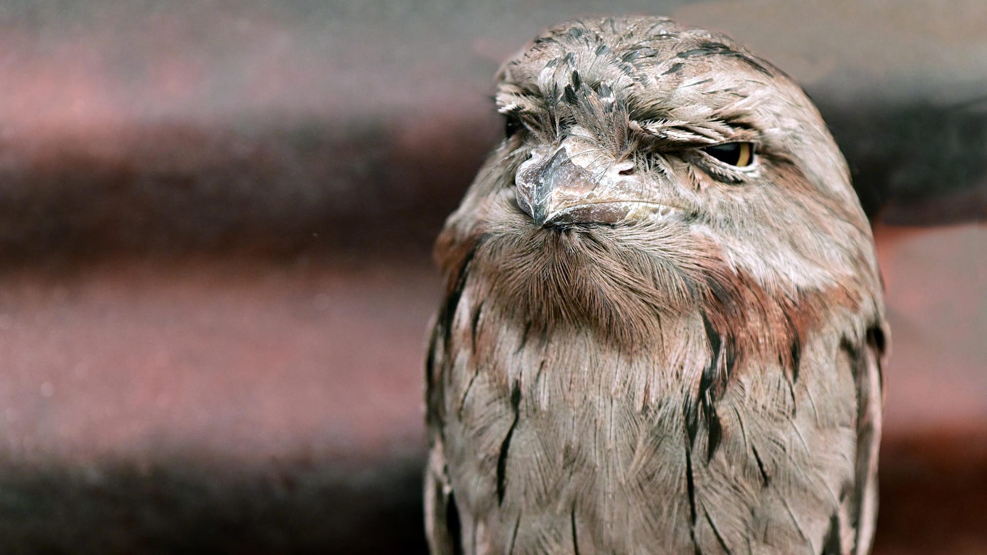 Ein Eulenschwalm: Der Vogel ist in Australien beheimatet.