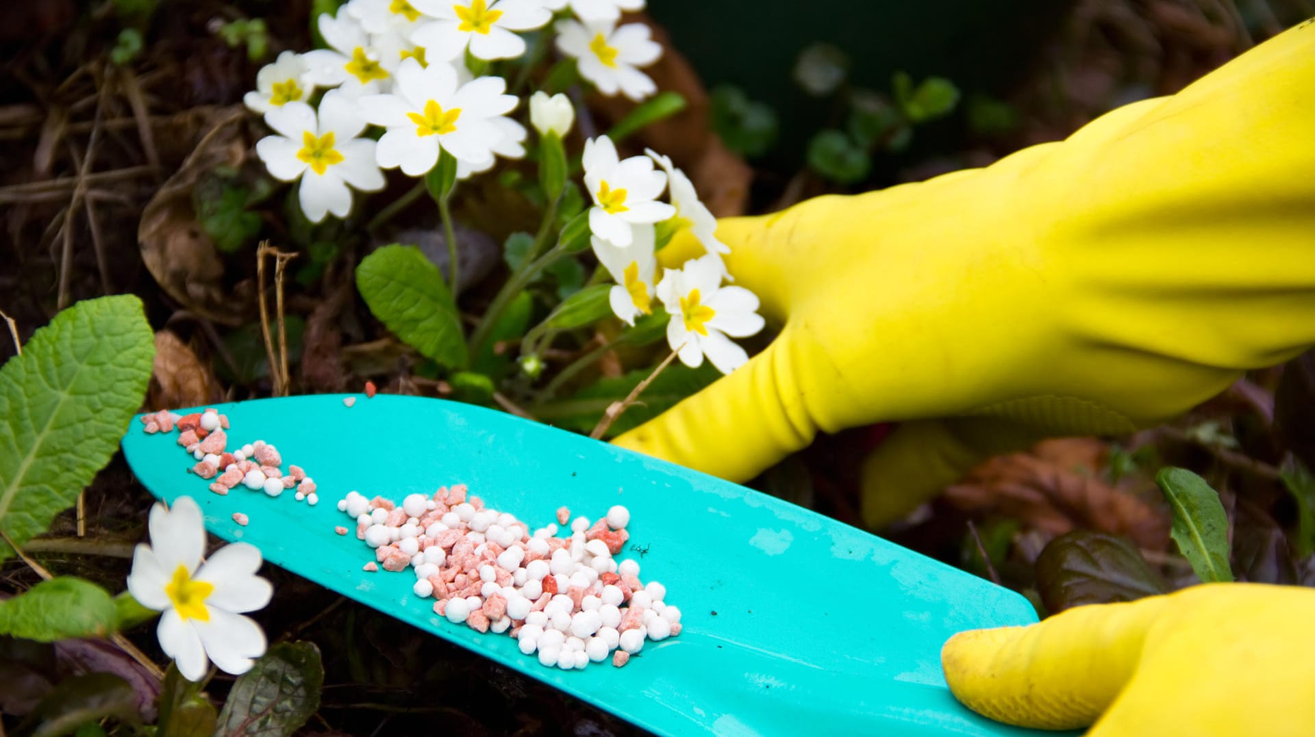 Die besten Blumendünger für den heimischen Garten.