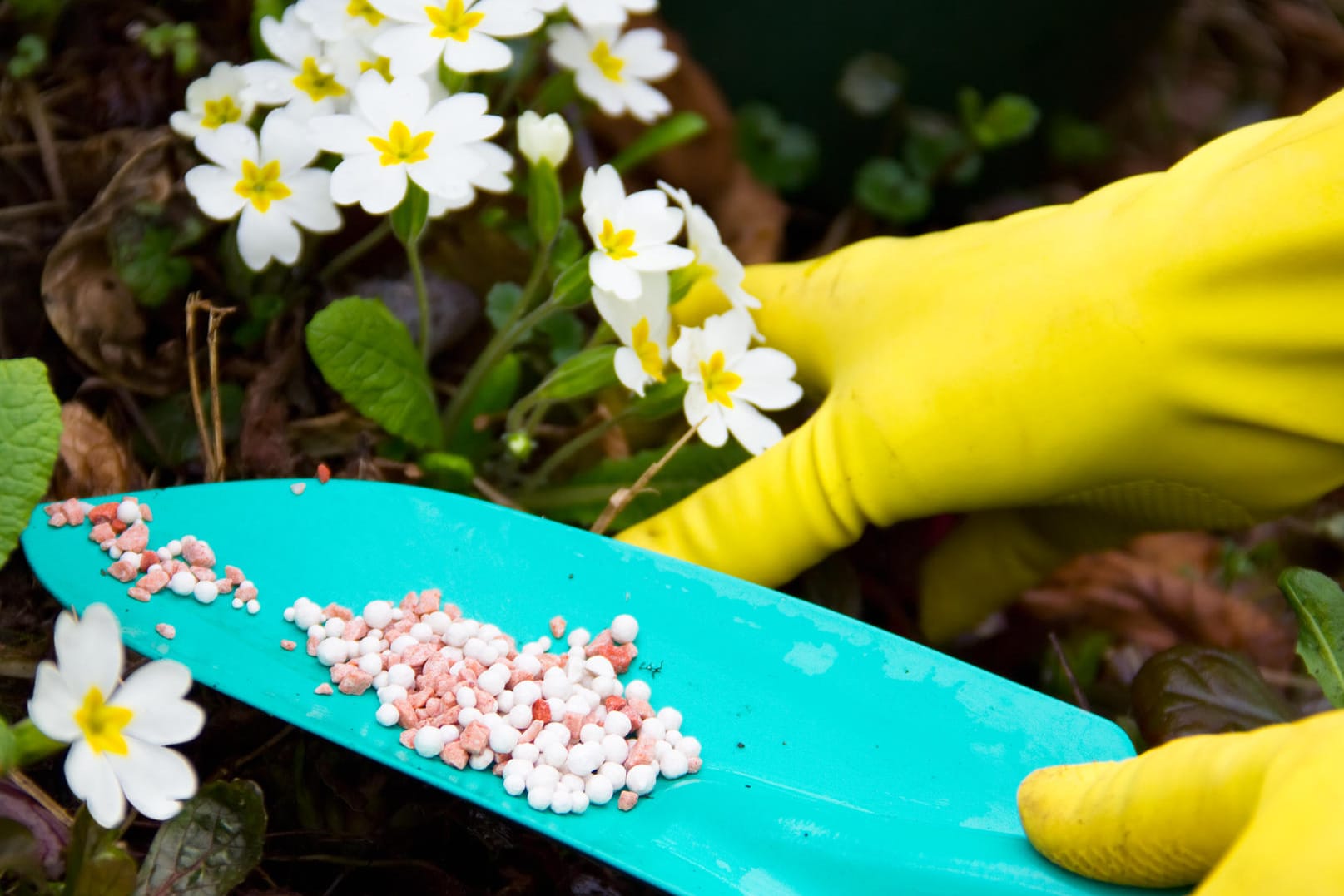 Die besten Blumendünger für den heimischen Garten.