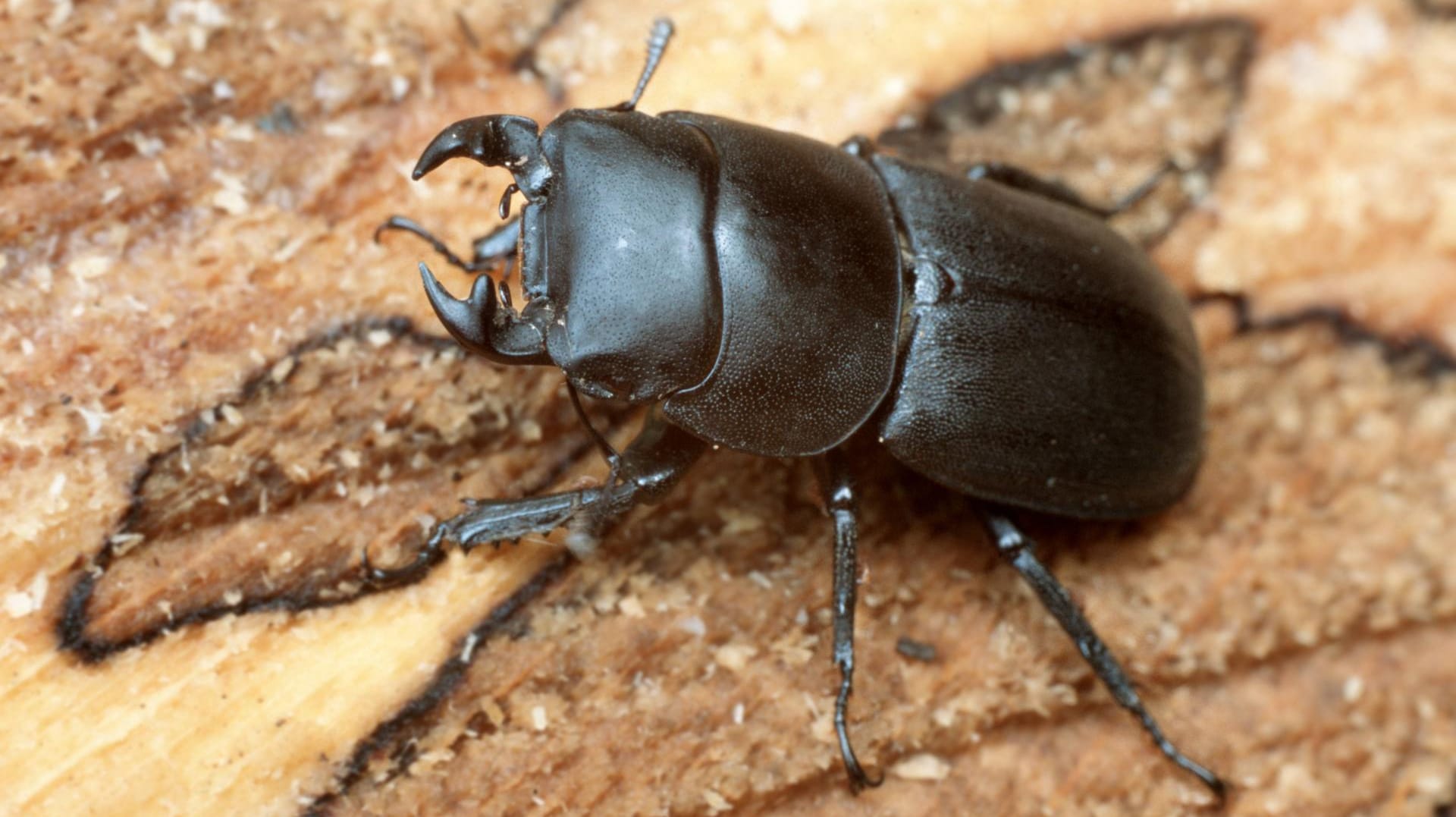 Balkenschröter (Dorcus parallelopipedus): Er sieht dem Hirschkäfer ähnlich.