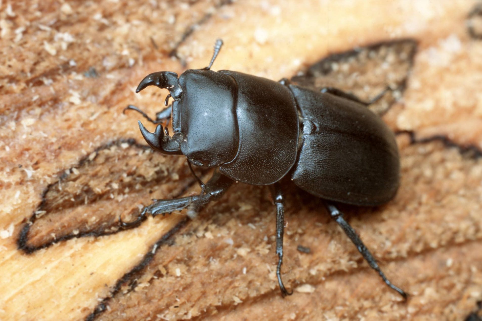 Balkenschröter (Dorcus parallelopipedus): Er sieht dem Hirschkäfer ähnlich.