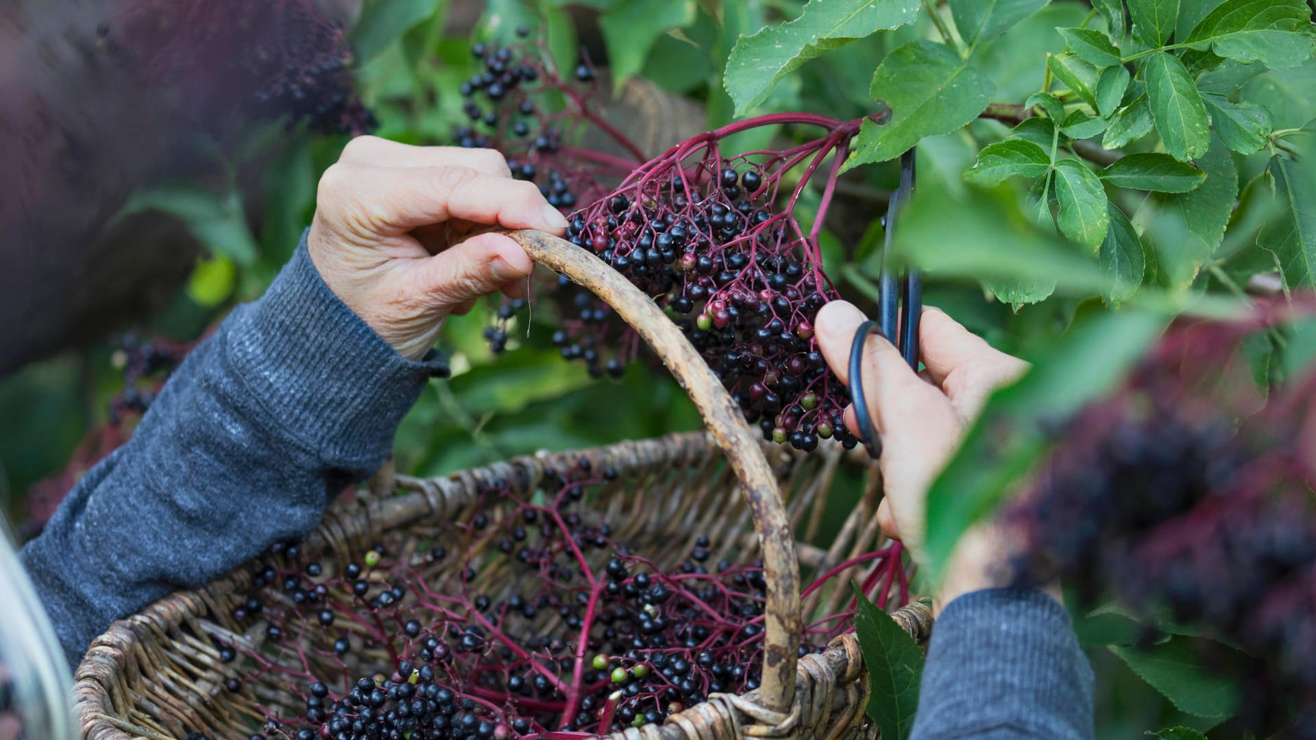 Schwarzer Holunder (Sambucus nigra): Im Herbst werden die Beeren geerntet.