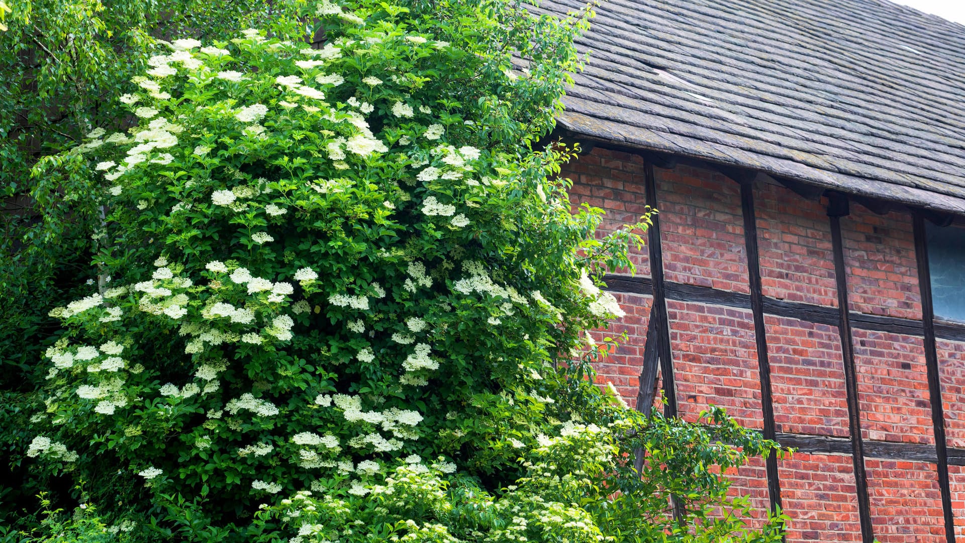 Schwarzer Holunder (Sambucus nigra): Im Frühjahr blüht er üppig.