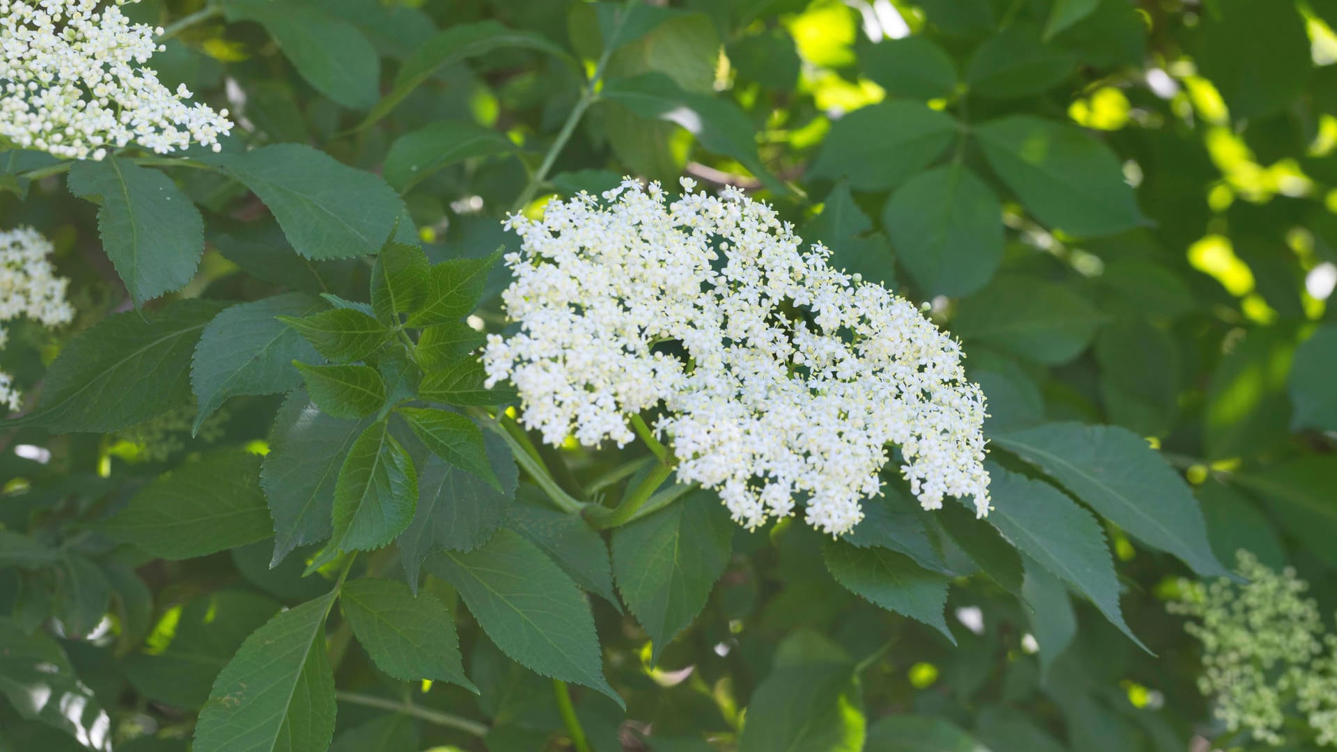 Schwarzer Holunder (Sambucus nigra): Wenn er blüht, zeigt er den Frühsommer an.