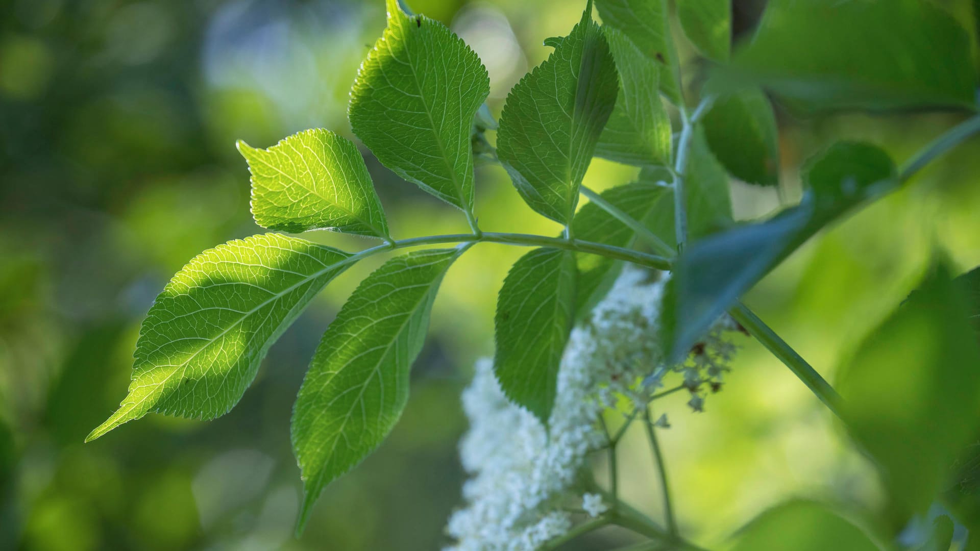 Schwarzer Holunder (Sambucus nigra): Seine Blätter haben eine gefiederte Form.