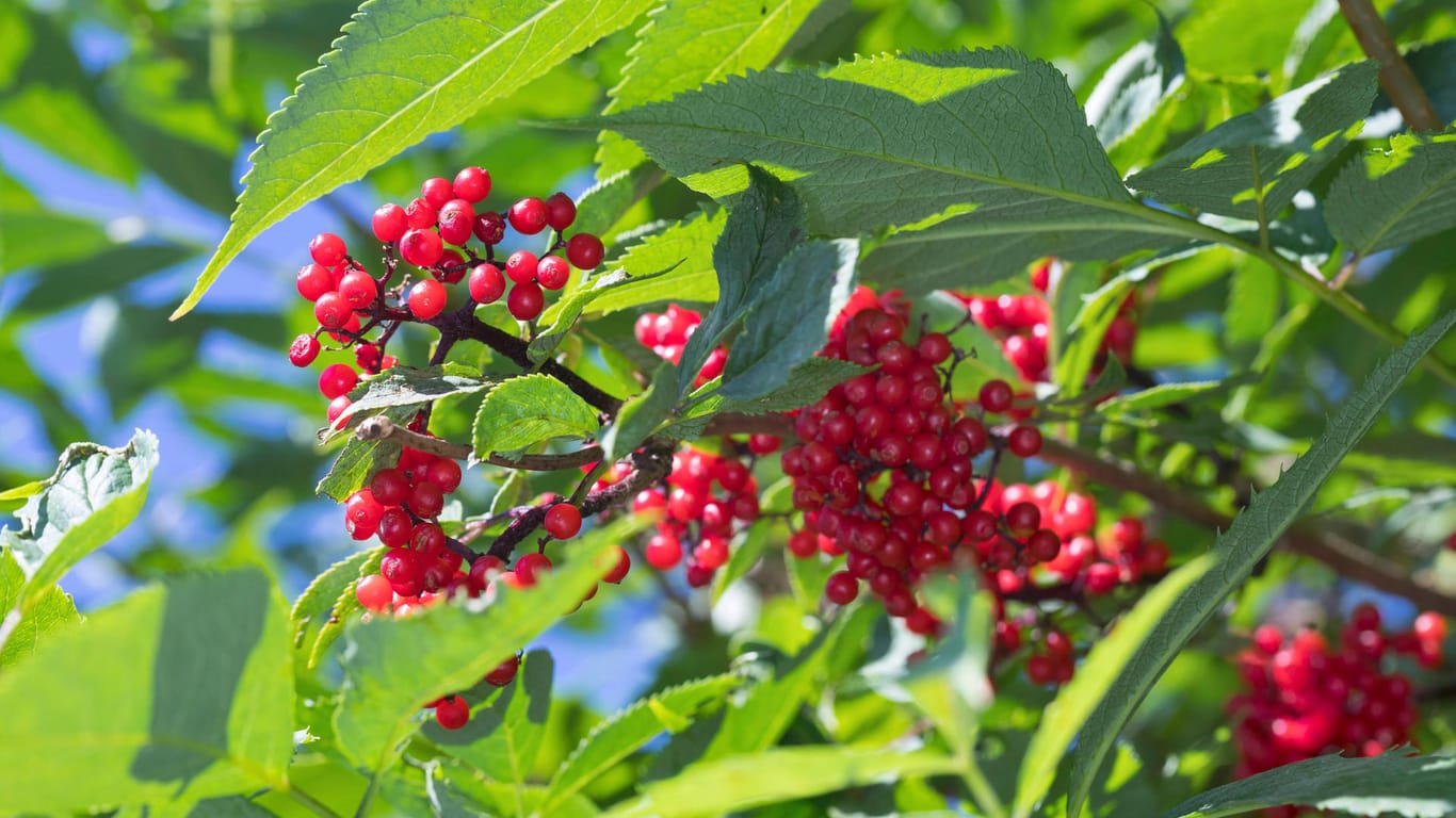 Roter Holunder (Sambucus racemosa): Er trägt rote Beeren, seine Blätter sind an den Rändern gesägt.