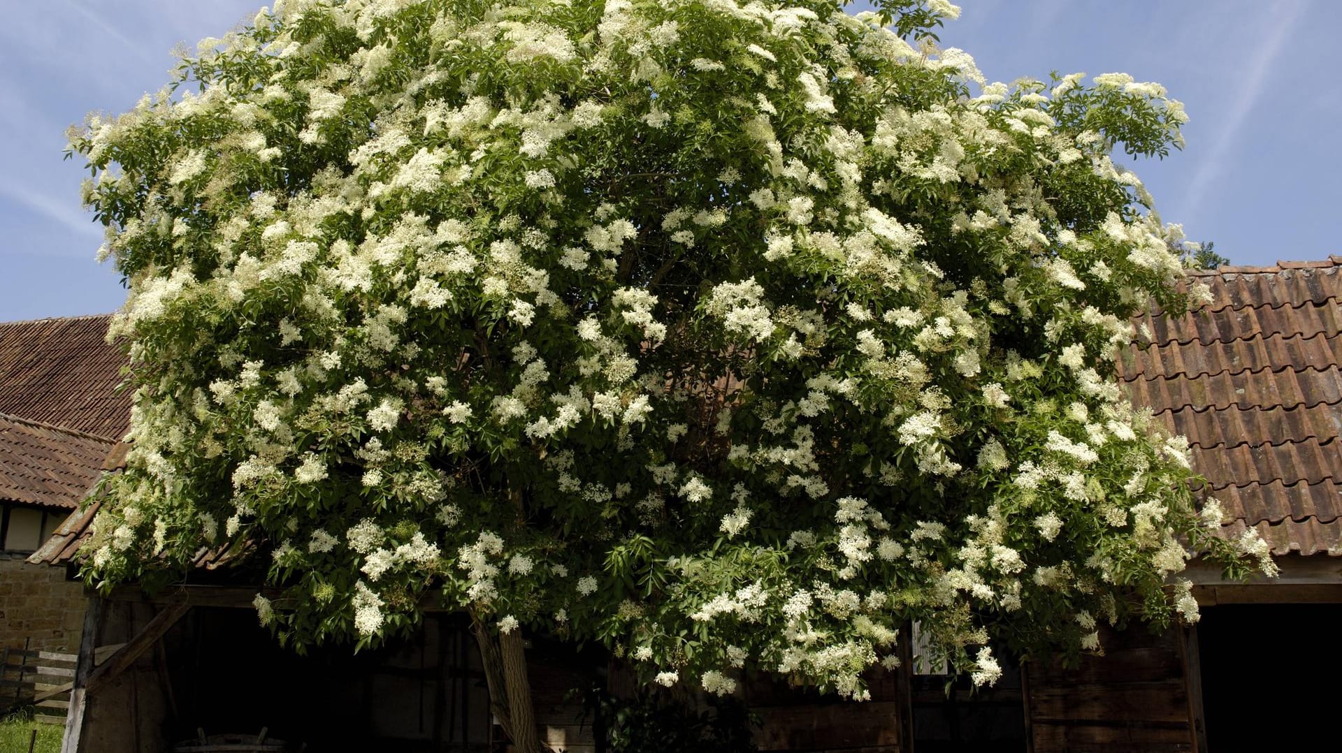 Schwarzer Holunder (Sambucus Nigra): Er wird als Hausbaum geschätzt.