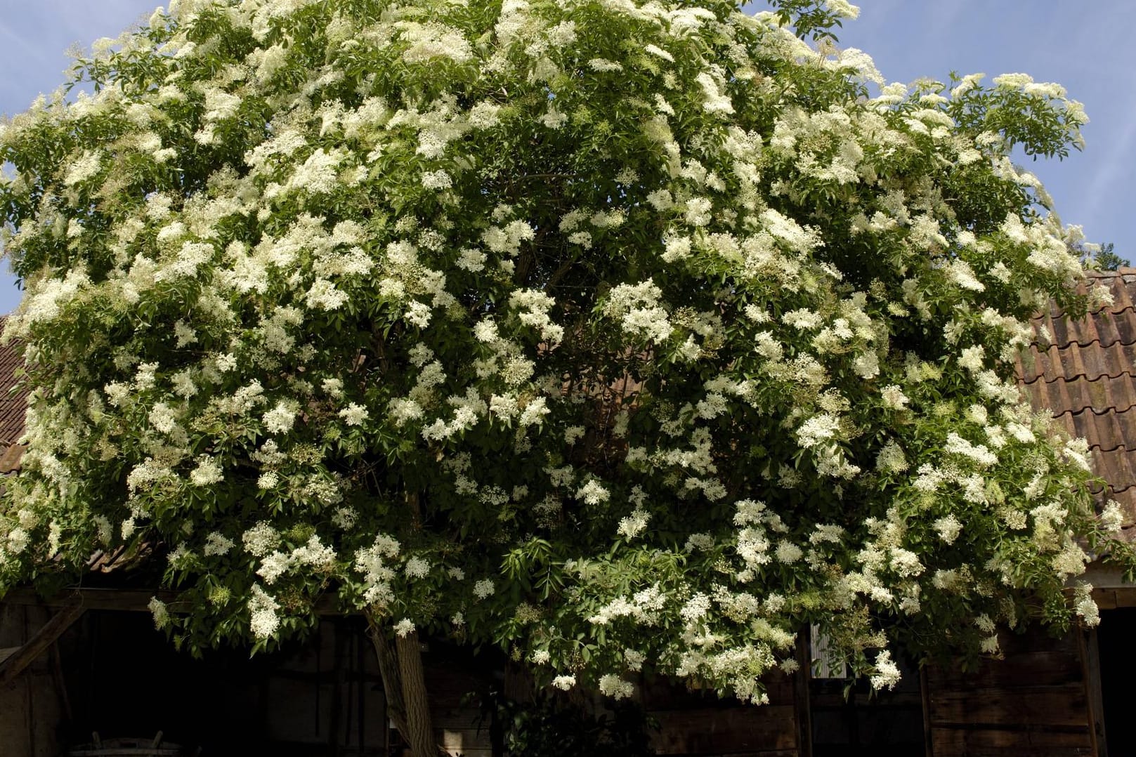 Schwarzer Holunder (Sambucus Nigra): Er wird als Hausbaum geschätzt.