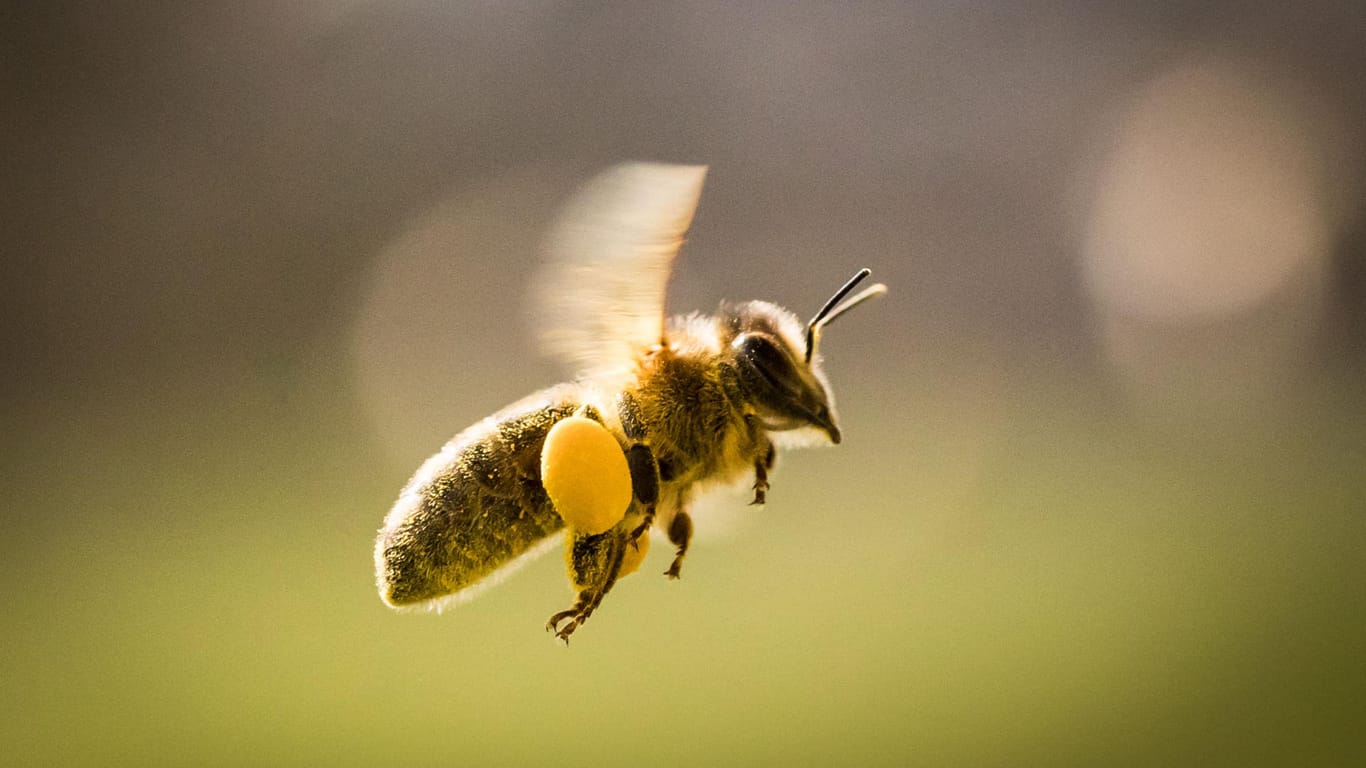 Biene auf Nahrungssuche: Um ihnen dabei zu helfen, können Garten- und Balkonbesitzer etwa Kräuter und heimische Wildblumen anbauen.