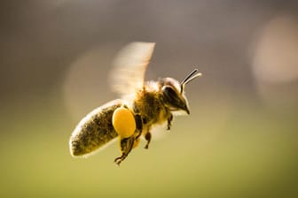 Biene auf Nahrungssuche: Um ihnen dabei zu helfen, können Garten- und Balkonbesitzer etwa Kräuter und heimische Wildblumen anbauen.