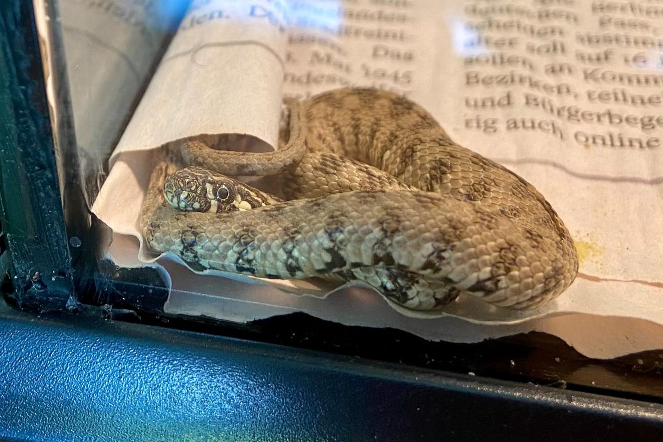 Die Vipernatter in einem Terrarium: Das Tierchen erholt sich gerade von den Strapazen im eingepackten Brokkoli, soll bald an einen Schlangenliebhaber vermittelt werden.