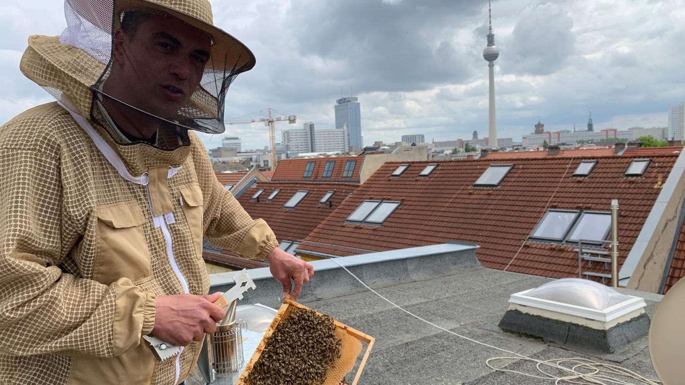 Der Kiez-Imker zeigt seine Bienen auf den Dächern Berlins: In den Sommermonaten pflegt er 400.000 der Insekten.