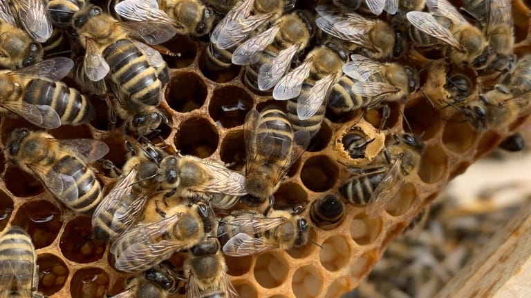 Hier schlüpft eine Biene aus ihrer Zelle.
