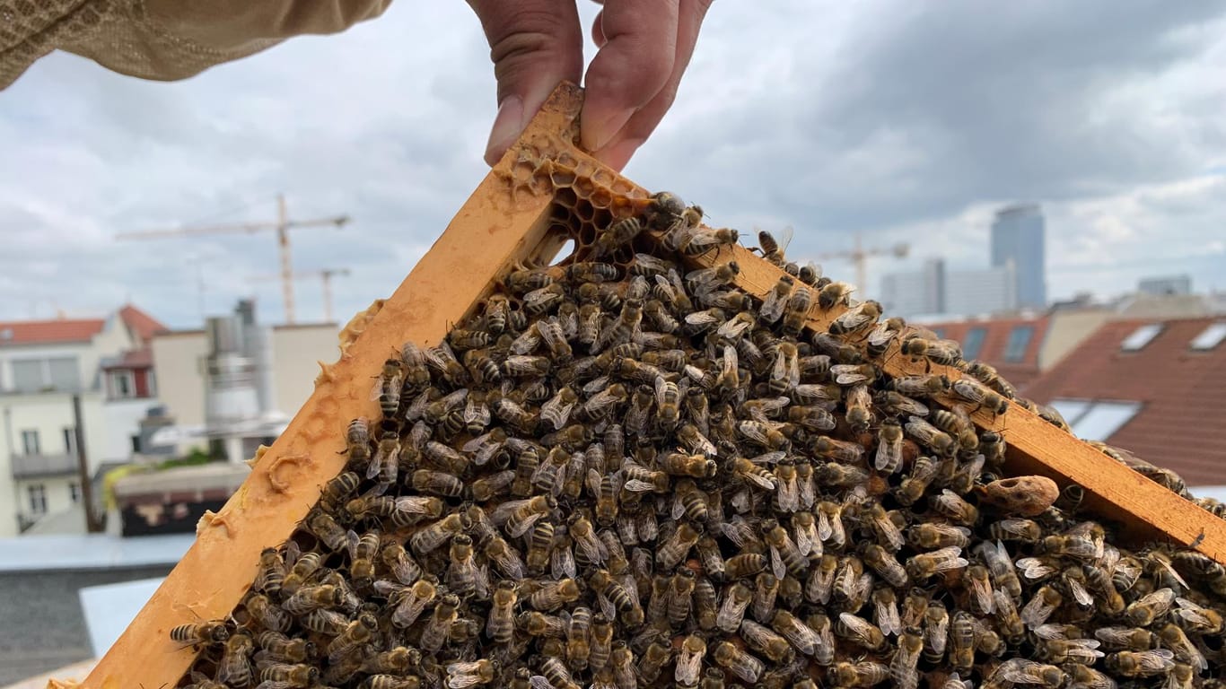 Tausende Bienen tummeln sich auf einem Gitter. Jede hat hier ihre Aufgabe.