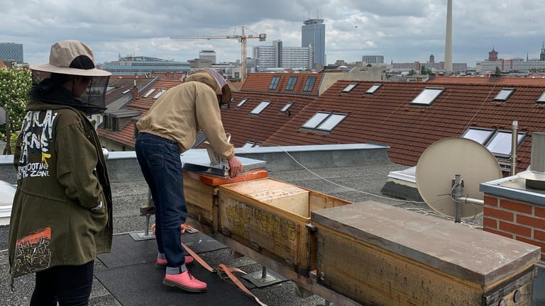 Honigernte und Bienenpflege: Das passiert auf einem Dach mitten im Berliner Ortsteil Prenzlauer Berg.