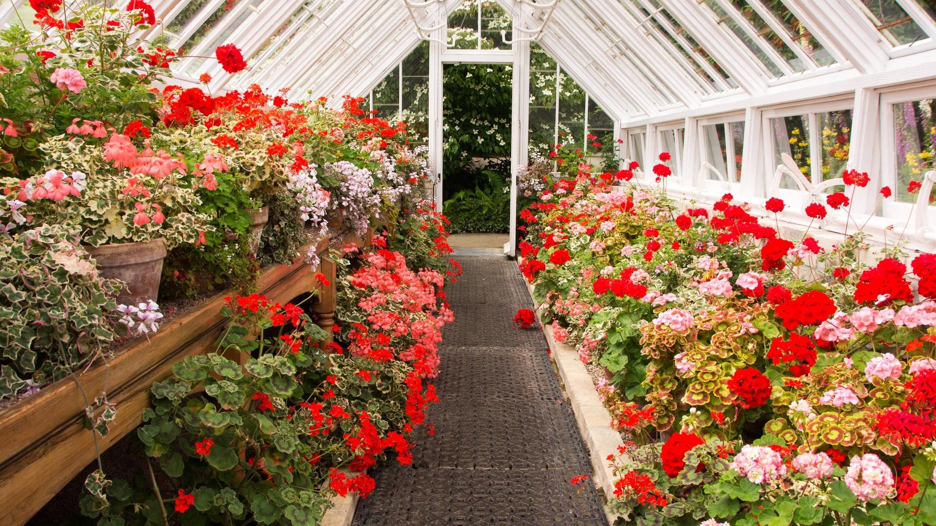 Geranien im Gewächshaus: Ihre meist gefüllten Blüten sind nutzlos für Insekten.