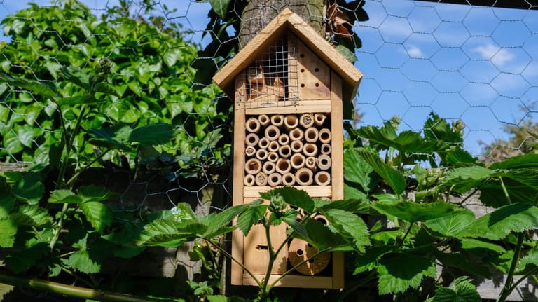Insektenhaus: Wildbienen nehmen nicht jede Behausung an. (Symbolbild)