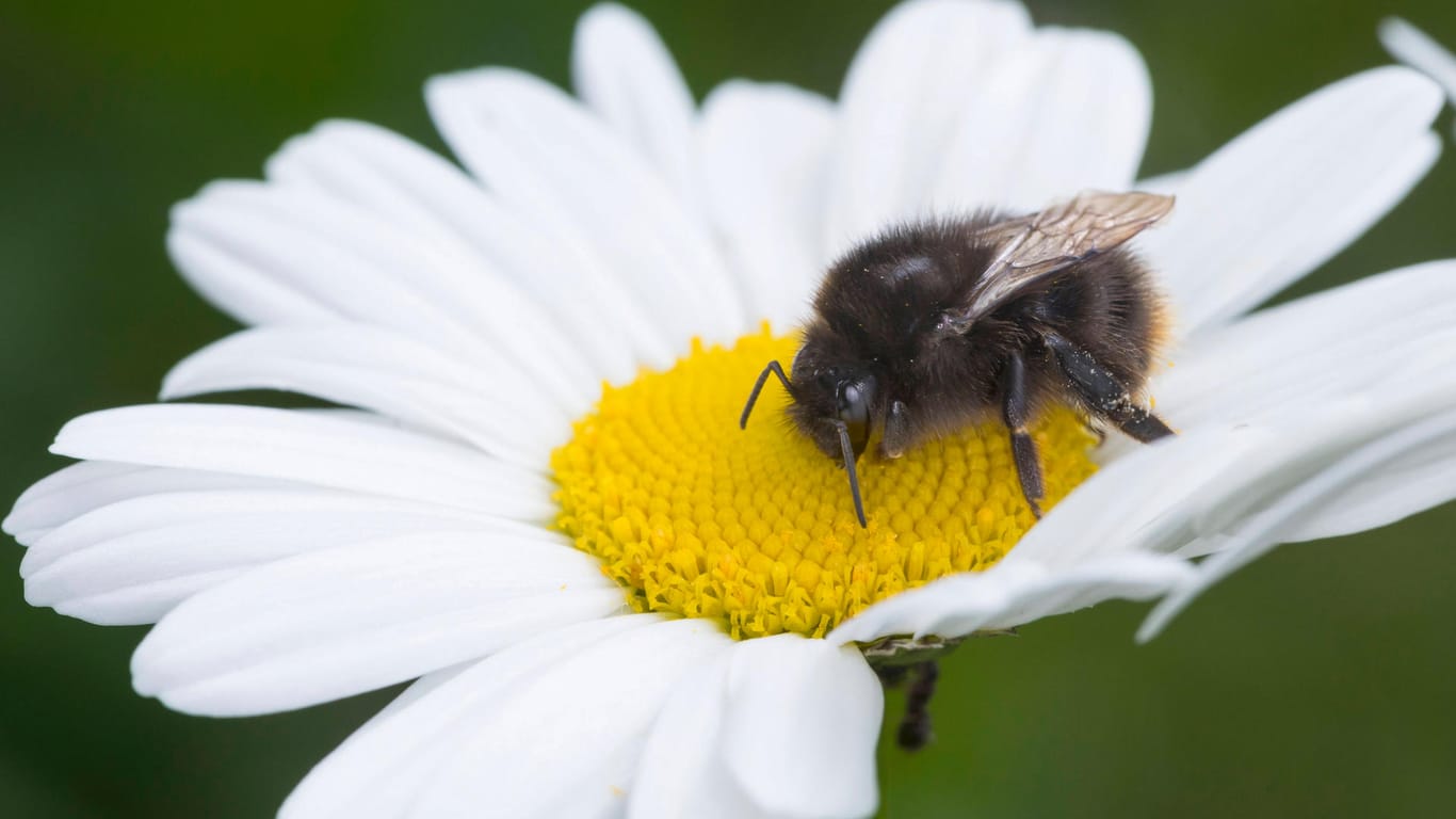 Margerite: Eine Steinhummel nascht an Pollen und Nektar der Sommerblume.