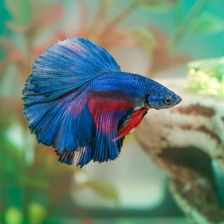 Siamesischer Kampffisch: Er bringt Farbe ins heimische Aquarium.