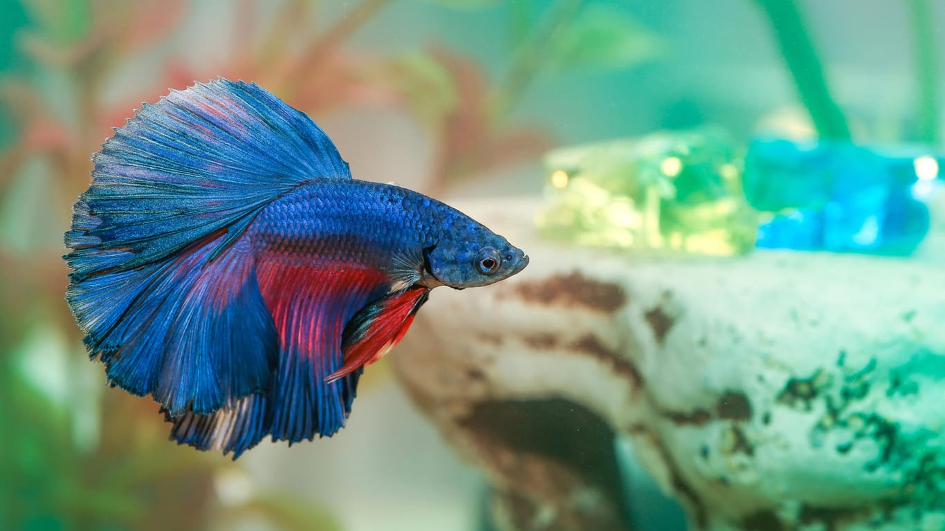 Siamesischer Kampffisch: Er bringt Farbe ins heimische Aquarium.