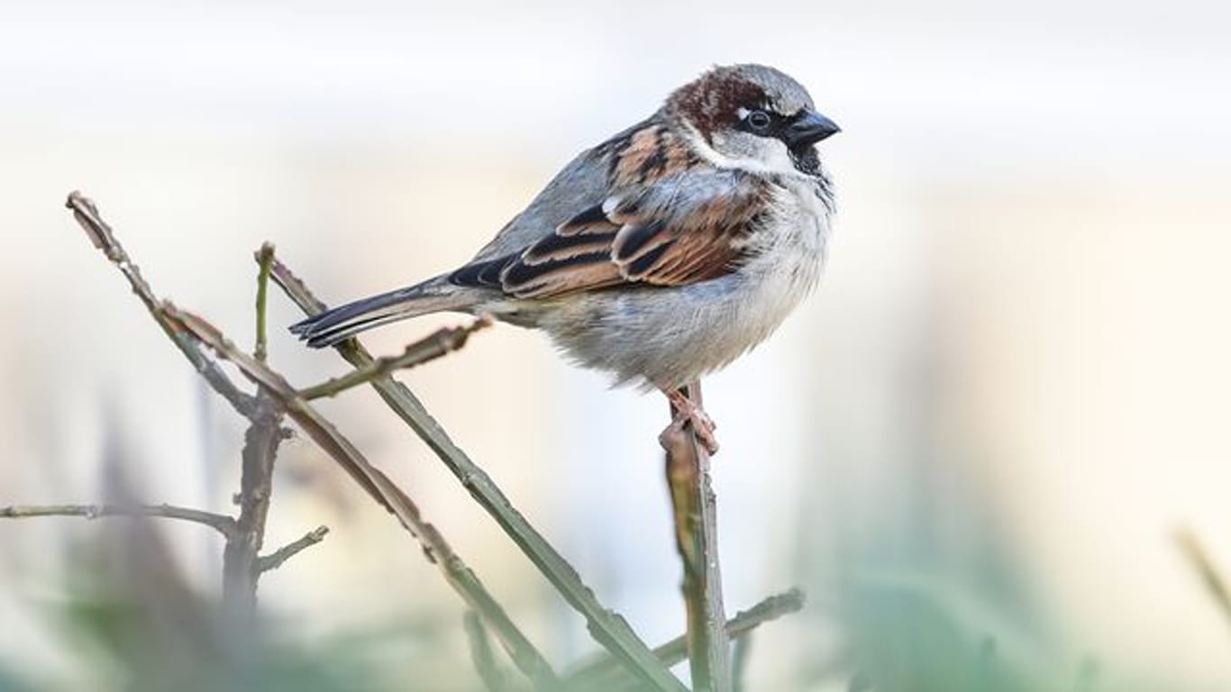 Vogelzählung: An der traditionellen "Stunde der Gartenvögel" beteiligten sich nach Nabu-Angaben in diesem Jahr mindestens 112.000 Menschen.