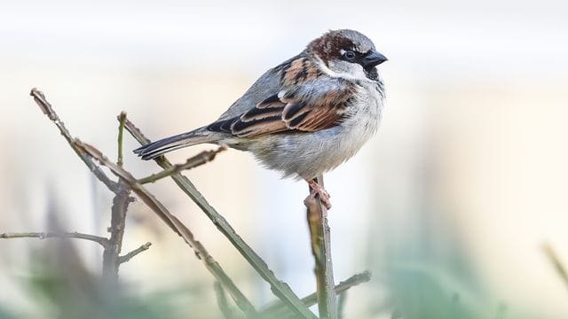 Vogelzählung: An der traditionellen "Stunde der Gartenvögel" beteiligten sich nach Nabu-Angaben in diesem Jahr mindestens 112.000 Menschen.