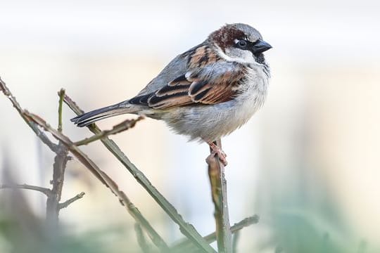 Vogelzählung: An der traditionellen "Stunde der Gartenvögel" beteiligten sich nach Nabu-Angaben in diesem Jahr mindestens 112.000 Menschen.