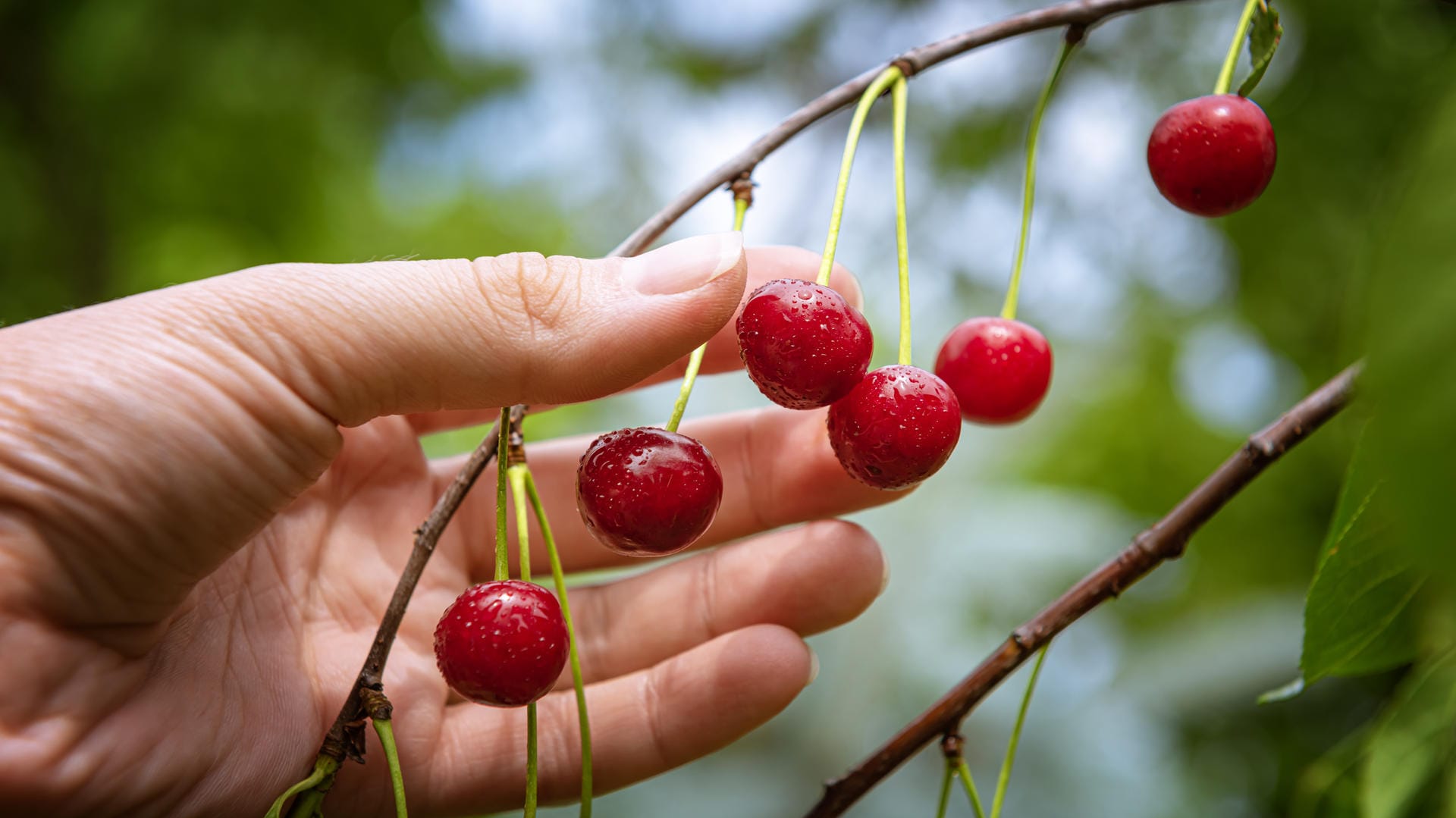 Obsternte: Früchte entwickeln sich nur, wenn die Pflanze zuvor Blüten ausbildet.