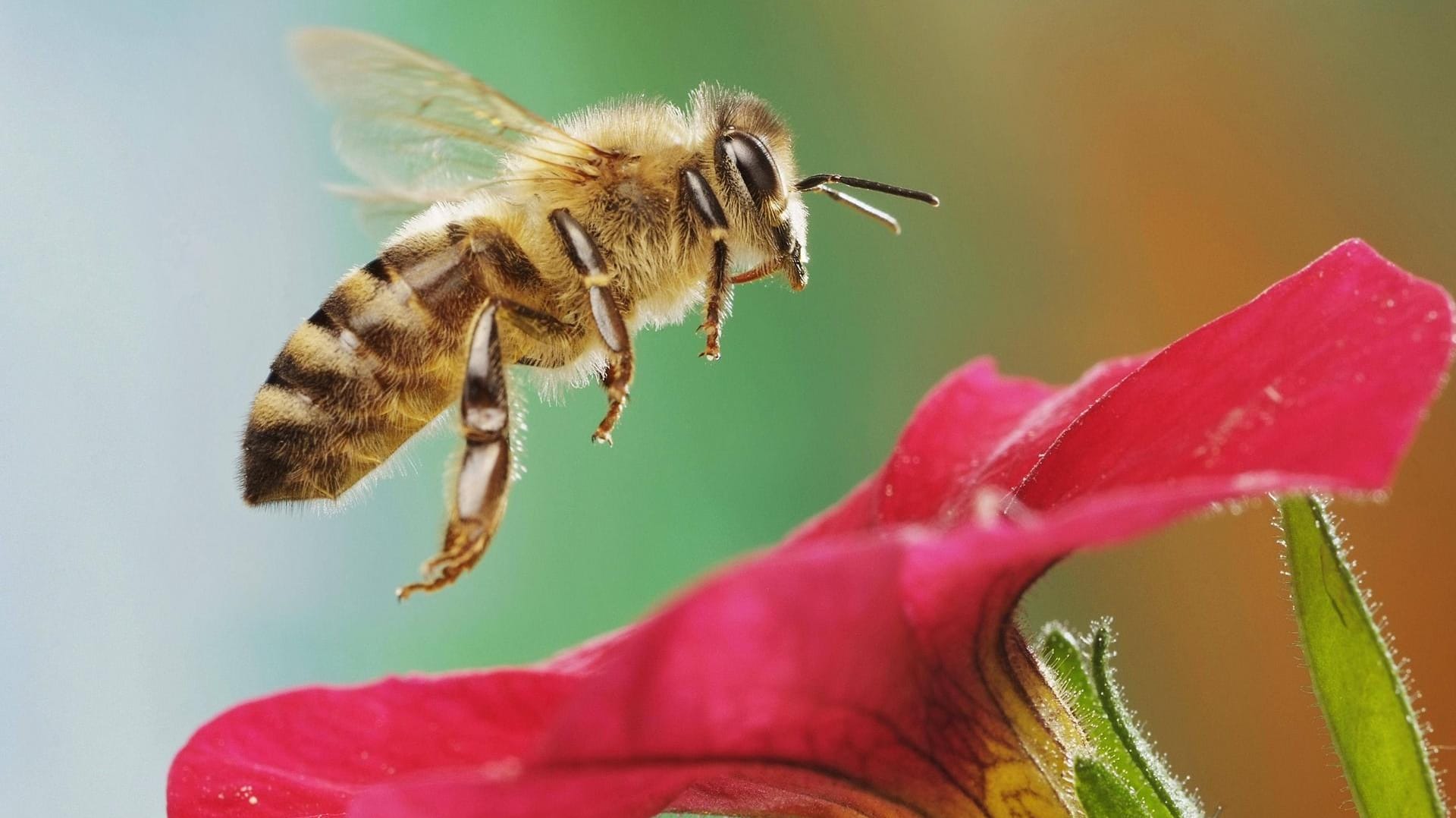 Westliche Honigbiene (Apis mellifera): Sie findet viele Petuniensorten uninteressant.