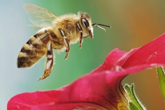 Westliche Honigbiene (Apis mellifera): Sie findet viele Petuniensorten uninteressant.