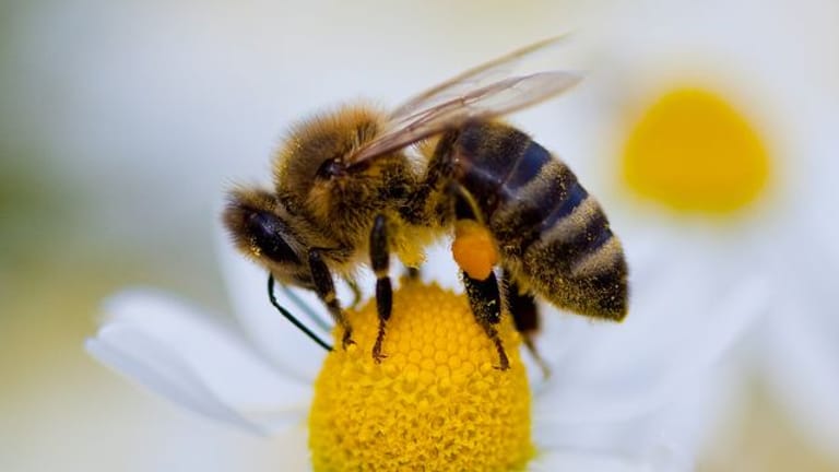 Anflug auf einen Pollen-Lieferanten: Manche Bienenarten sind Generalisten, andere stark spezialisiert.