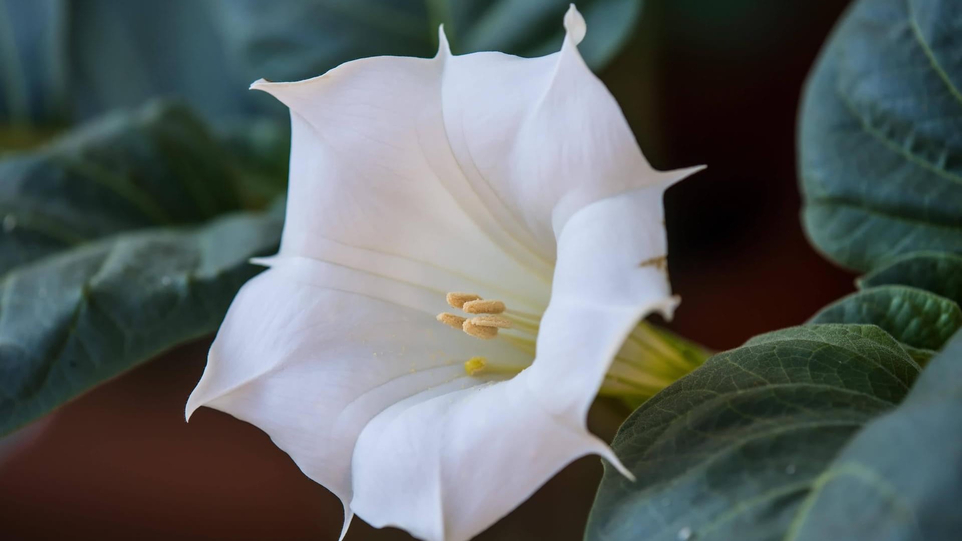 Weißer Stechapfel (Datura stramonium): Aus der Blüte entstehen stachelige, apfelähnliche Früchte.