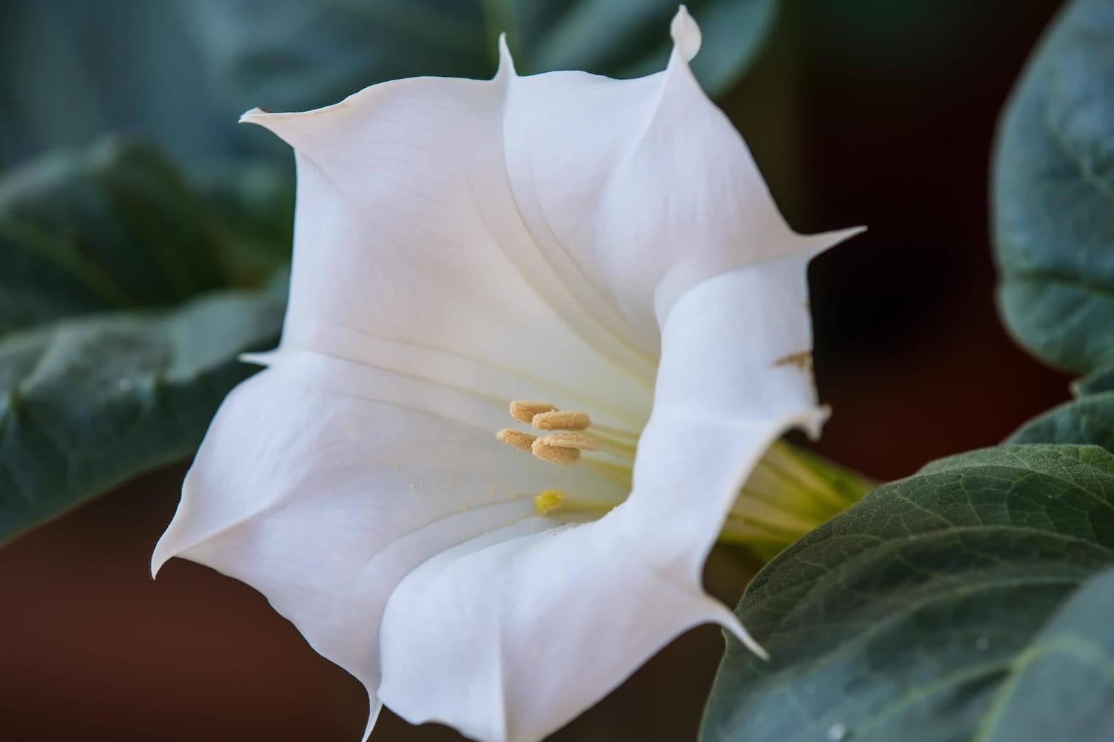 Weißer Stechapfel (Datura stramonium): Aus der Blüte entstehen stachelige, apfelähnliche Früchte.