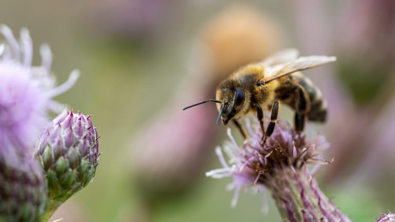 Honigbiene sitzt auf Blüte