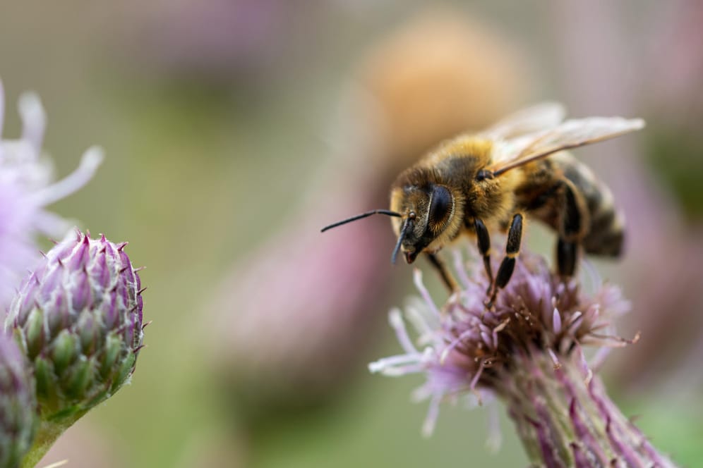 Honigbiene sitzt auf Blüte