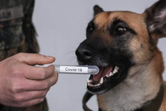 Corona-Spürhund: Die Tiere können erschnüffeln, ob jemand sich mit SARS-CoV-2 infiziert hat oder nicht.