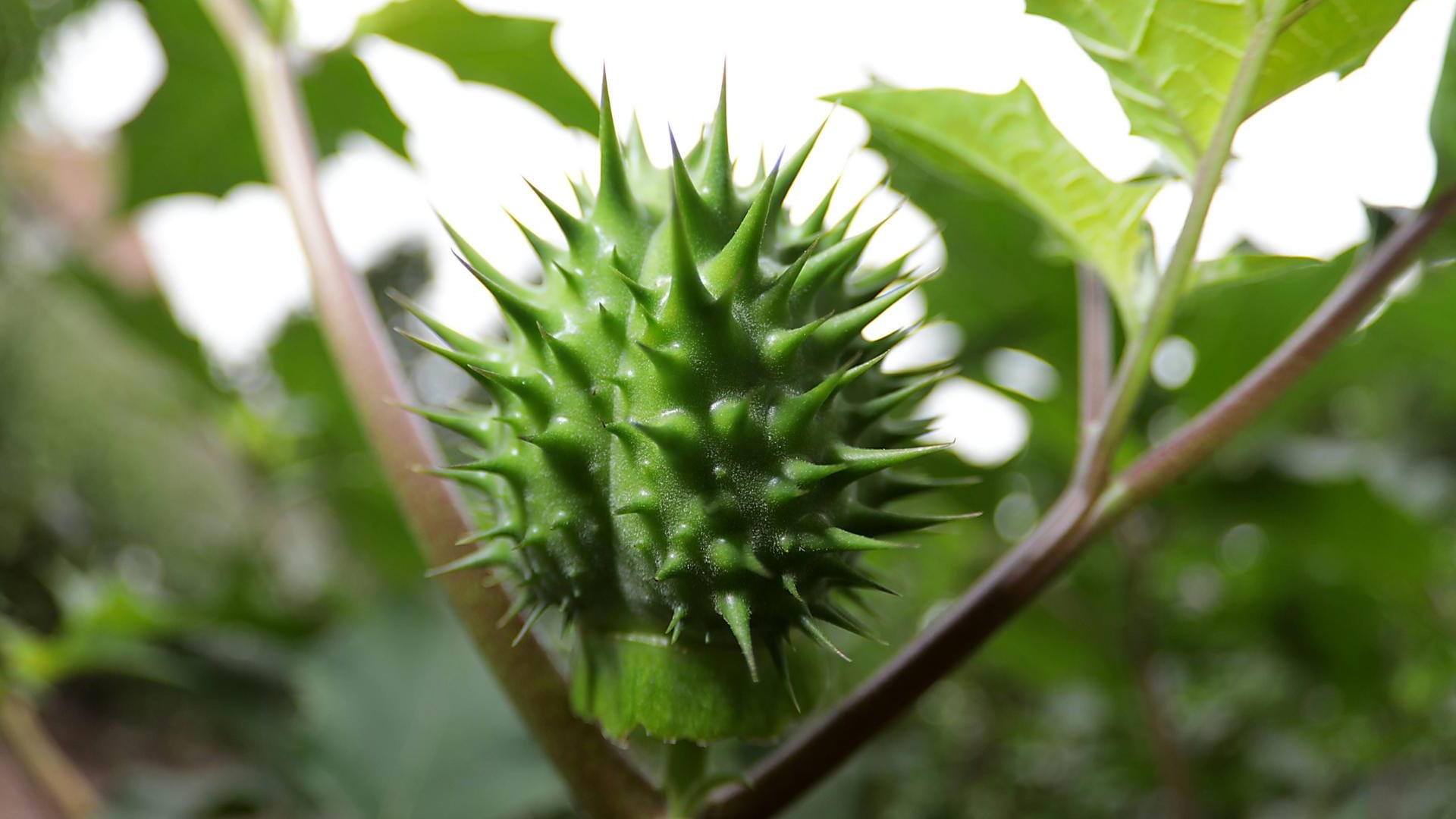 Weißer Stechapfel (Datura stramonium): Seine Früchte sind etwa vier mal drei Zentimeter groß.