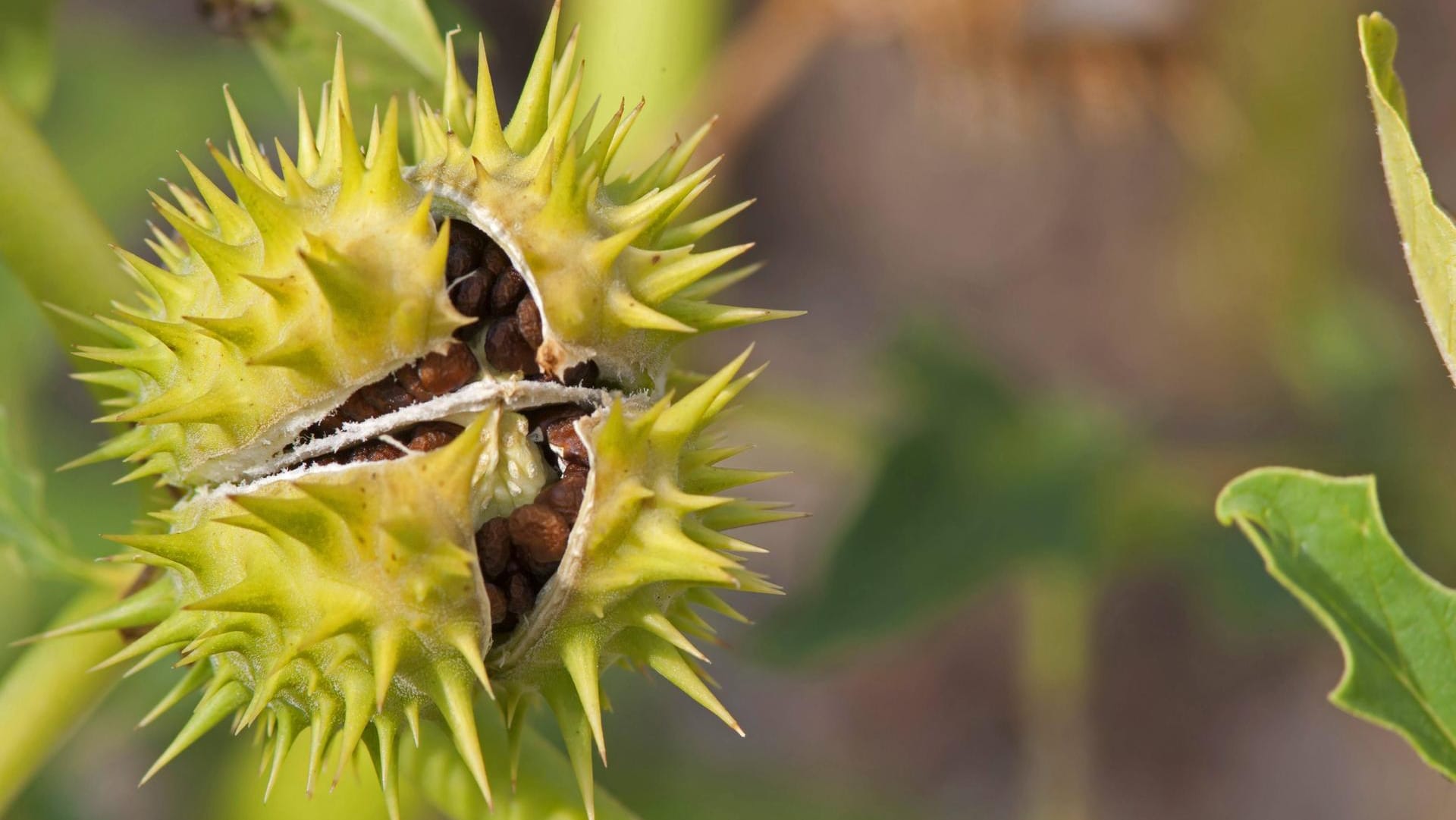 Weißer Stechapfel (Datura stramonium): Reife Früchte platzen im Spätsommer und Herbst auf.