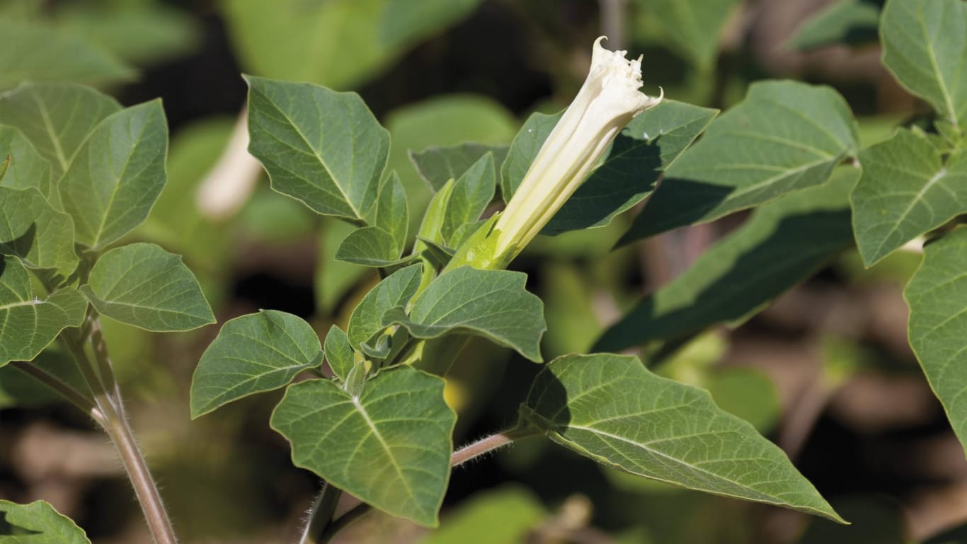 Weißer Stechapfel (Datura stramonium): Die Blüte ist etwa fünf bis zehn Zentimeter lang.